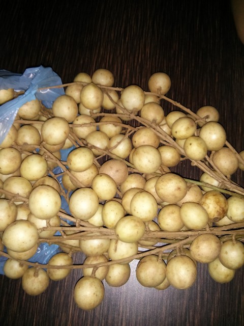 Wild Exotic Tropical Fruit 