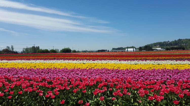 Field Tulips in Abbotsford, BC  Canada